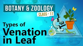 Types of Venation in Leaf  Morphology of Flowering Plants  Biology Class 11 [upl. by Rajiv741]