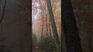 October in the Smokies hike greatsmokymountainsnationalpark elkmont womenwhohike fall [upl. by Nevyar]