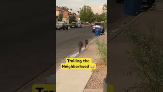 Javelina Taken Over Neighborhood shorts javelina aniamls desert hunting [upl. by Alyakcm554]