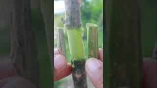 Summer grafting fruit plants graftingexamples [upl. by Adebayo785]