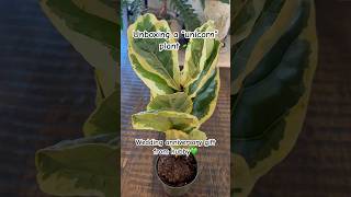 Variegated fiddle leaf fig plants rareplant houseplant youtubeshorts [upl. by Yatnod]