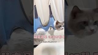 Pet Nail Trimming Bag  Cat Nail Clipping Hammock [upl. by Eyla597]