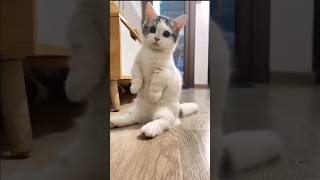 The Way Munchkin Cats Sit Is Too Cute 😺 [upl. by Leoline]