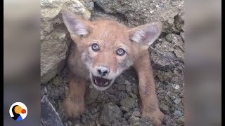 SCARED Coyote Trapped in COLLAPSED DEN Cant Wait To Be Free  The Dodo [upl. by Eilsek]