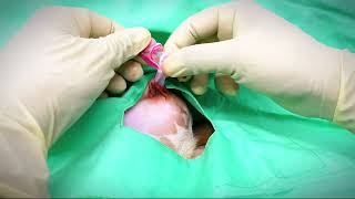 small dog castration self ligation easy methodcaninecastrationveterinary dog surgerytips [upl. by Ecinad]