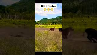 Look at this dude 😂😂😂 lol cant do anything Cheetah [upl. by Atina]