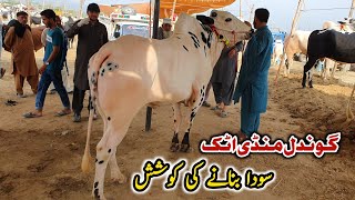 Gondal Mandi Attock Update May 2023 [upl. by Ellis]