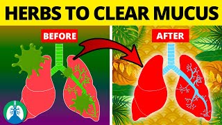 5 Herbs for Lung Health Clearing Mucus COPD and Killing Viruses [upl. by Netnilc]