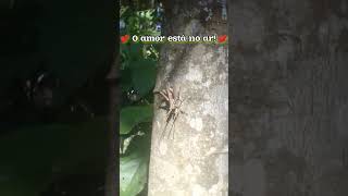 O amor está no ar fazenda shorts subscribe short video roça [upl. by Mendie115]