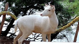 Albino Damhirsche seltene weisse Hirsche in Kroatien Cres [upl. by Elagibba]