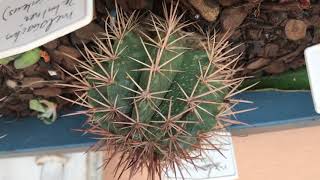 Minha coleção de Melocactus identificados [upl. by Eerrehc929]