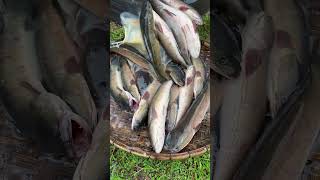 Amazing Cooking Fishes by Rural Chefs CookFishes Part1 YummyCookFishRecipes cookfishrecipe [upl. by Aicre745]