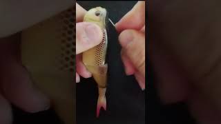 comment mettre un tête plombée sur un leurre articulé fishing lake fish natur tuto astuce [upl. by Schaffer867]