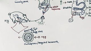 Taenia solium Lifecycle  Tapeworm  Taeniasis  Cysticercosis  English [upl. by Jeritah]