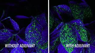 The Importance of Using Adjuvants in Your Crop Protection Program [upl. by Sucramal117]