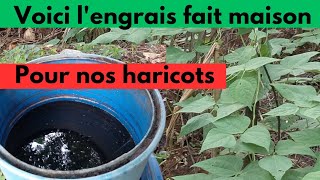 25 minutes pour comprendre lentretien et la fertilisation du haricot [upl. by Lytsyrk526]