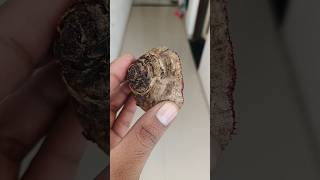 How to grow Beetroot😍 indianfarmer indianterracegardening phoolpatte indiangardeners shorts [upl. by Mauretta]