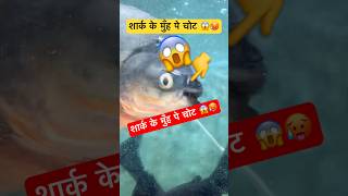 शार्क के मुँह पे चोट 😱🥵  Shark  Shark Tank  Whale  Sea Monsters shorts viralvideo ytshorts [upl. by Arracot]