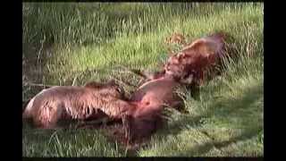 documentaire sur les ours [upl. by Huba]