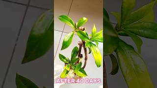 Easy way to grow Allamanda cuttings with 100 successGardening tips shortsIsrat Garden [upl. by Lobel330]