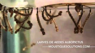 LARVES DE AEDES ALBOPICTUS DIT quotMOUSTIQUE TIGREquot [upl. by Yhpos]