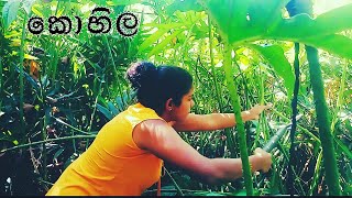 kohilaHow to cook srilankan fullvegi meal useing KohilaSrilankan tradition අලුත් විදියට කොහිල හදමු [upl. by Simeon115]