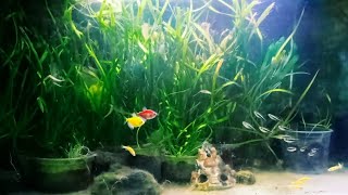 Fish schooling in aquarium [upl. by Enimisaj995]