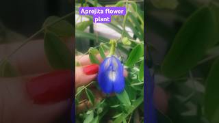 Aprajita  flower plant flower garden garden flowers nature [upl. by Ralip939]