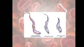 Life Cycle of Trypanosoma gambiense Causative agent of Sleeping Sickness [upl. by Mikes]