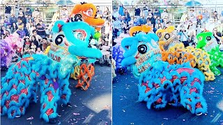 MOON Festival 2024 CABRAMATTA  Trung Han Qun THQ Lion dance performance [upl. by Anayt]