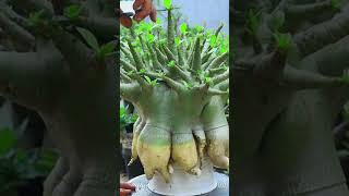 Bonsai Root Fertilizer Desert Rose Plant Flower Gardening Adenium [upl. by Sirrom]