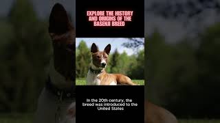 Explore the history and origins of the Basenji breed and how its barkless trait developed dog [upl. by Nsaj]