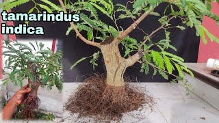 Repotting Tamarindus Indica  bonsai from air layering  bonsai asem jawa dari hasil cangkok [upl. by Zampino]