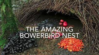 The Amazing Bowerbird Nest [upl. by Alletnahs]