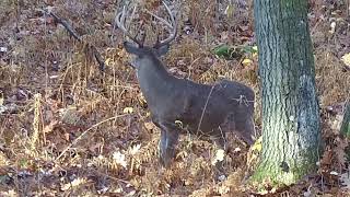 12 point whitetail kill with Ravin R10 Crossbow and ATN 4k 520x video Scope [upl. by Ahsaet]