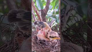 When the longtailed shrike chicks start to grow up [upl. by Ihc146]