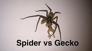 Spider vs Gecko Huntsman spider Heteropoda venatoria eating a house gecko WoW [upl. by Adamina]