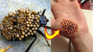 Top 10 Insectos Y Arácnidos Más Peligrosos Del Mundo [upl. by Katrina]