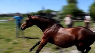 paarden voor het eerst op het land 752018 Manege de Trenshoeve [upl. by Anniram345]