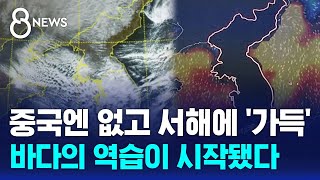 중국엔 없고 서해에 가득…바다의 역습이 시작됐다  SBS 8뉴스 [upl. by Aceissej]