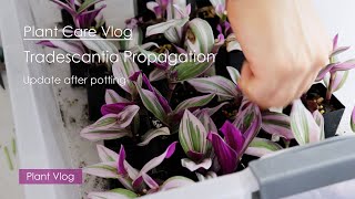 Indoor plant care vlog  Update of Tradescantia Cutting propagation and Trimmed tradescantia [upl. by Repard]