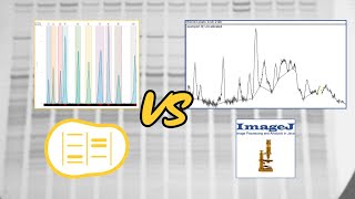 Phoretix 1D vs ImageJ for Western Blot Analysis [upl. by Arenat]