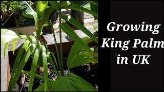 Growing Archontophoenix cunninghamiana in UK Garden King Palm Bangalow Palm can grow in UK [upl. by Uticas610]