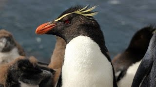 Falkland Islands  wildlife and heritage [upl. by Yenobe]