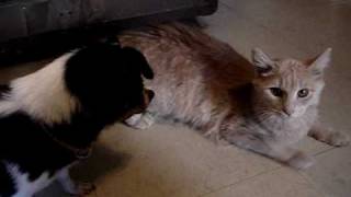 dog humping cat [upl. by Stuppy]