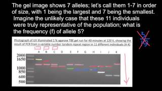 How to understand Gel Electrophoresis results 2 [upl. by Nairdna84]