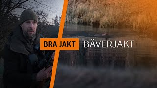 BÄVERJAKT I SÖDERMANLAND  BRA JAKT [upl. by Nivrac]