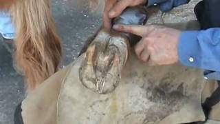 Laminitis First Aid Treatment and Foot Function Restoration using Styrofoam [upl. by Landa940]