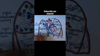 Draw a Pulmonary Circulation  Circulatory System biology biology12th mbbs shortviral [upl. by Dviad]