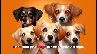 The ideal pet dogs for each zodiac sign Zodiac Pet Dog [upl. by Adamski]